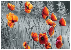 FOTOTAPETA MAKI ŁĄKA FOTOTAPETY