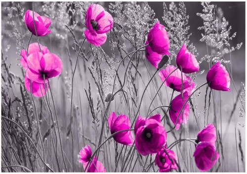 FOTOTAPETA MAKI ŁĄKA FOTOTAPETY