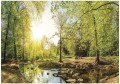 FOTOTAPETA LAS DRZEWA SŁOŃCE FOTOTAPETY