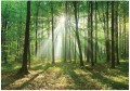 FOTOTAPETA LAS DRZEWA SŁOŃCE FOTOTAPETY