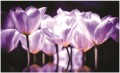 Fototapeta tulipany kwiaty fototapety