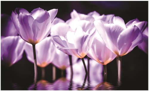 Fototapeta tulipany kwiaty fototapety
