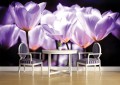 Fototapeta tulipany kwiaty fototapety