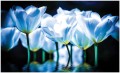 Fototapeta tulipany kwiaty fototapety