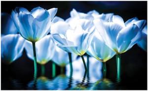 Fototapeta tulipany kwiaty fototapety