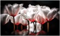 Fototapeta tulipany kwiaty fototapety