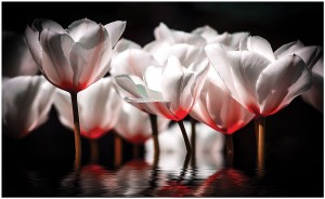Fototapeta tulipany kwiaty fototapety
