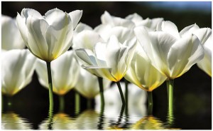 Fototapeta tulipany kwiaty fototapety