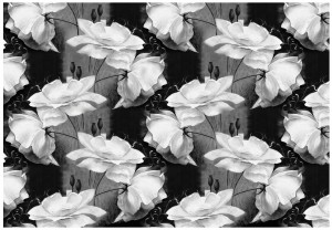 Fototapeta kwiat kwiaty fototapety