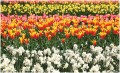 Fototapeta tulipany kwiaty fototapety