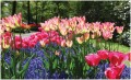 Fototapeta tulipany kwiaty fototapety