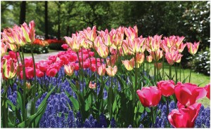 Fototapeta tulipany kwiaty fototapety