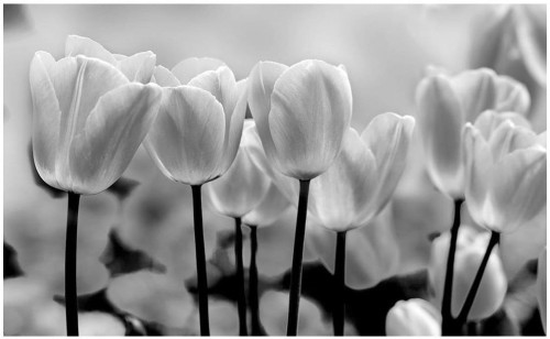 Fototapeta tulipany kwiaty fototapety