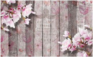 Fototapeta kwiat magnolia fototapety