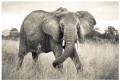Fototapeta słoń Afryka safari fototapety