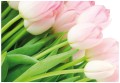 Fototapeta tulipany kwiaty fototapety