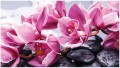 Fototapeta kwiat magnolia fototapety