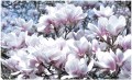 Fototapeta kwiat magnolia fototapety