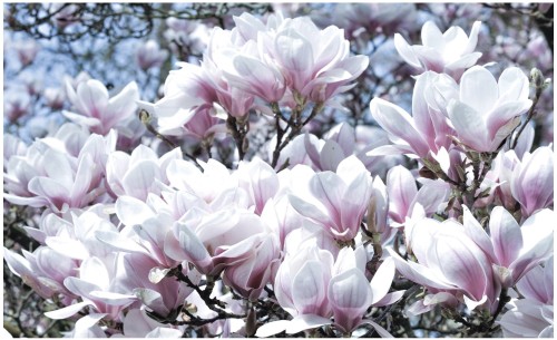 Fototapeta kwiat magnolia fototapety