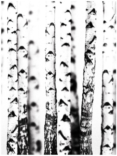 Fototapeta las brzoza fototapety na ścianę