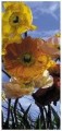 Fototapeta kwiat niebo łąka fototapety 92x220