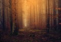 Fototapeta piękny LAS drzewa góry widok