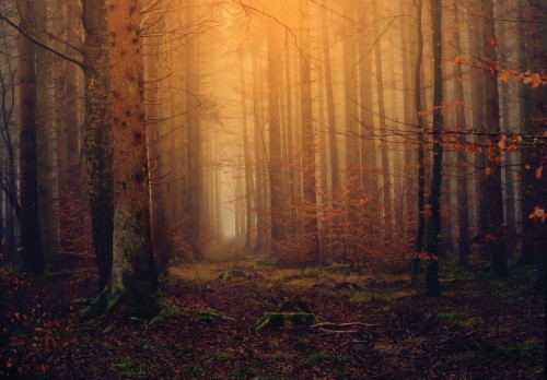 Fototapeta piękny LAS drzewa góry widok