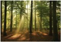 Fototapeta drzewa las promienie słońca