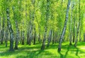 Fototapeta piękny LAS drzewa góry widok