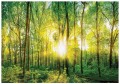 Fototapeta drzewo drzewa promienie słońca