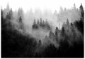 Fototapeta drzewo drzewa las mgła