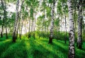 Fototapeta piękny LAS drzewa góry widok
