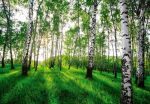 Fototapeta piękny LAS drzewa góry widok