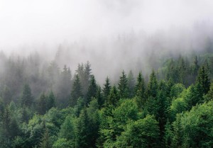 Fototapeta LAS WE MGLE drzewa góry widok