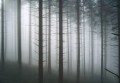 Fototapeta LAS WE MGLE drzewa góry widok