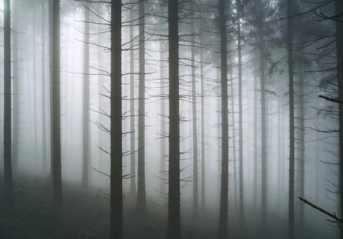 Fototapeta LAS WE MGLE drzewa góry widok