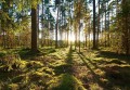 Fototapeta piękny LAS drzewa góry widok
