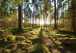Fototapeta piękny LAS drzewa góry widok