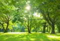 Fototapeta piękny LAS drzewa góry widok