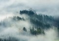 Fototapeta LAS WE MGLE drzewa góry widok