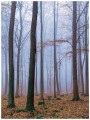 Fototapeta las drzewa liście fototapety
