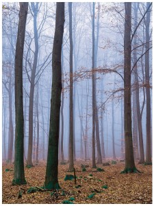 Fototapeta las drzewa liście fototapety