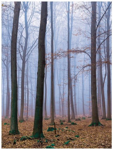 Fototapeta las drzewa liście fototapety
