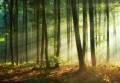 Fototapeta piękny LAS drzewa góry widok