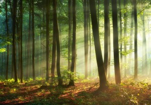 Fototapeta piękny LAS drzewa góry widok