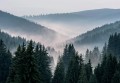 Fototapeta LAS WE MGLE drzewa góry widok