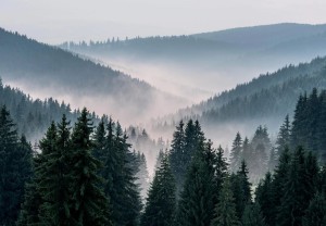 Fototapeta LAS WE MGLE drzewa góry widok