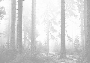 Fototapeta LAS WE MGLE drzewa góry widok