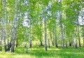 Fototapeta piękny LAS drzewa góry widok