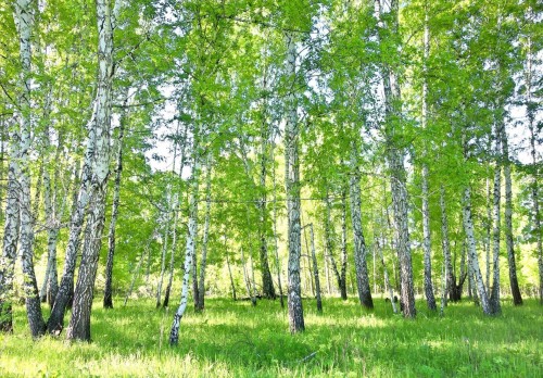 Fototapeta piękny LAS drzewa góry widok